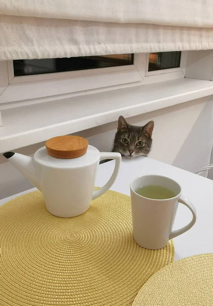 灰猫在厨房的白色桌子边 茶和猫一起喝 — 图库照片