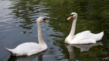 iki beyaz kuğular gölde yüzmek ve birbirinize bakın