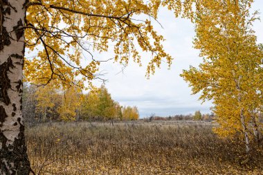 Sonbahar ormanındaki huş ağaçlarının canlılığı.
