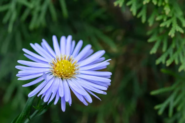 Одна Фіолетова Квітка Зеленому Фоні — стокове фото
