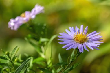 Sarı ve yeşil arkaplanda mor çiçekler
