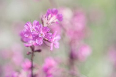 Bej yeşili bir arka planda soluk pembe bir yabani çiçeğin yakın çekimi