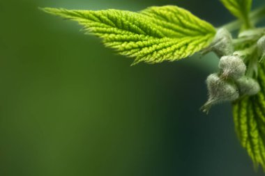 Açılmamış böğürtlenli yeşil ahududu yaprağı