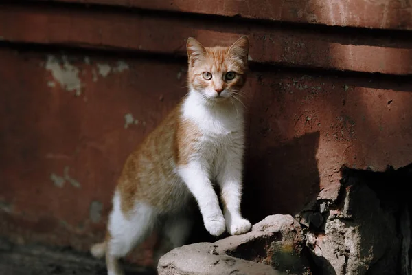 Red Cat Sunny Weather — Stock Photo, Image