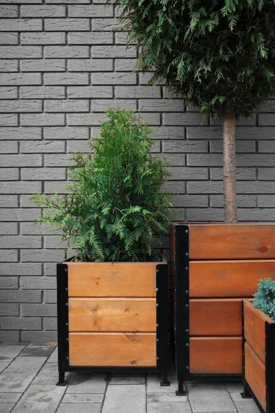 gray brick wall with green trees in wooden barrels. Japanese style. Loft Background