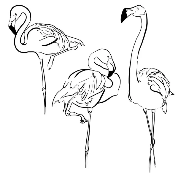 Hand Drawn Tropical Flamingo Set. Line Birds