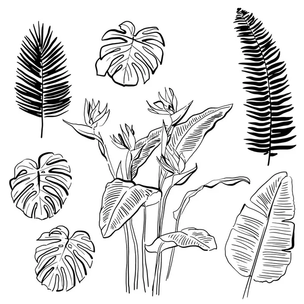 Plantas y frutas tropicales dibujadas a mano —  Fotos de Stock