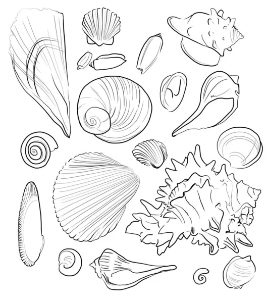 Black Simple Hand Drawn Outlined Shells Set — Stock Photo, Image