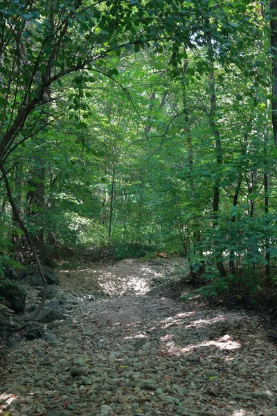 Caminho Florestal Nas Montanhas Ozark Sudoeste Missouri — Fotografia de Stock
