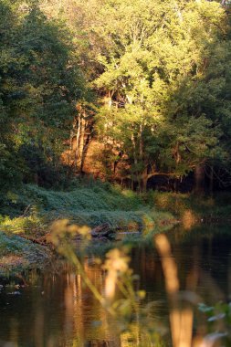 Durgun su yağmur sonra bir dere. Yeşillik dere çevreleyen. 