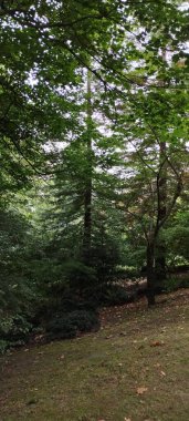 Yazın yeşil orman. Yaşayan doğa