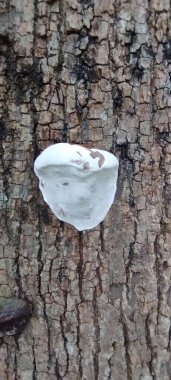 Cristina Enea Park 'ta bir ağaç gövdesinde garnoderma ya da mantar.