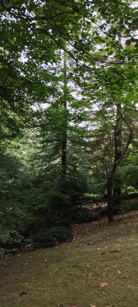 Yazın yeşil orman. Yaşayan doğa