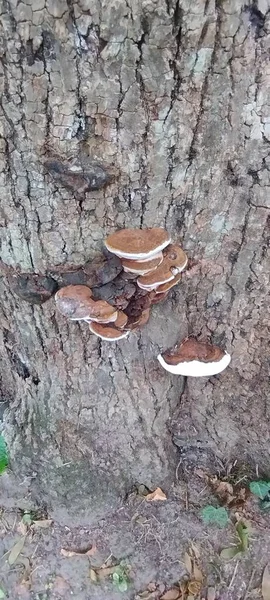 Cristina Enea Park, San Sebastin, Guipzcoa 'da bir sandıkta Ganoderma lobatum.