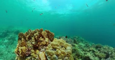 Okyanusun altında mercan resifleri ve renkli balıklarla yaşam..