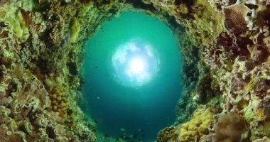 Sualtı yaşam manzarası. Dalış ve şnorkelle yüzme sahnesi. Renkli tropikal balık ve mercan resifi.