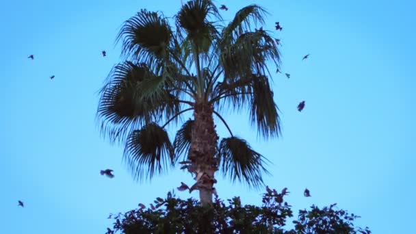 Große Vogelschar fliegt an heißen Sommertagen über tropischen Baum — Stockvideo