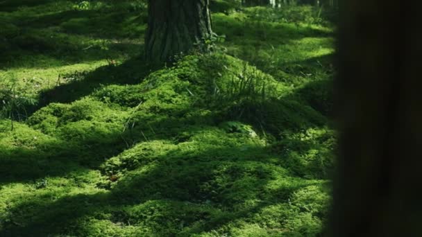 Campo de jugosa hierba verde en madera. Suelo cubierto de hierba verde brillante — Vídeos de Stock