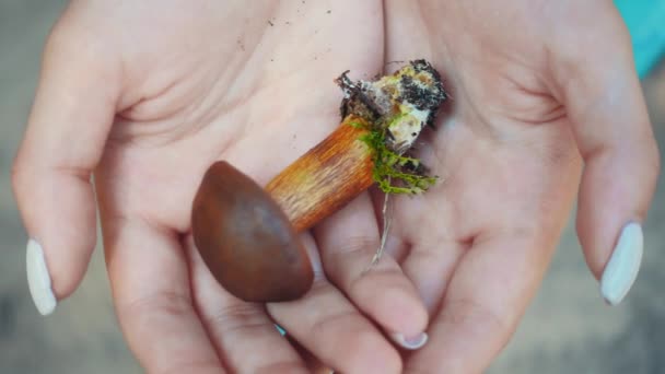 Little boletus with brown cap in woman hands. Close up freshly picked mushroom — Stock Video