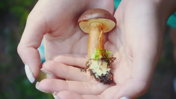 Bos paddestoelen zoeken en oppakken van activiteiten. Weinig bronskleurig in handen van de vrouw — Stockvideo