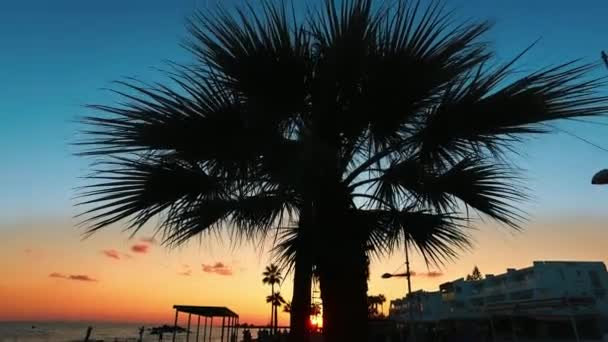 Palmboom bij zonsondergang scène. Bladeren van de palm Boom silhouet op de achtergrond van de hemel — Stockvideo