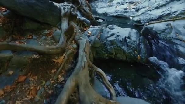 River stream running over tree roots and rocks. Pure fresh water waterfall — Stock Video