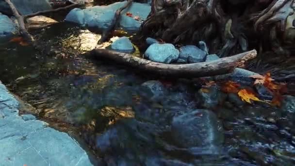 Гірський струмок з кришталево чистою водою в осінньому лісі. Потік дикої води — стокове відео