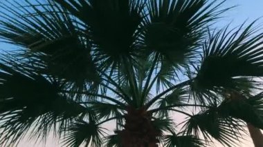 Palmiye ağacı gökyüzü arka plan akşam bırakır. Egzotik tatil ve tatil