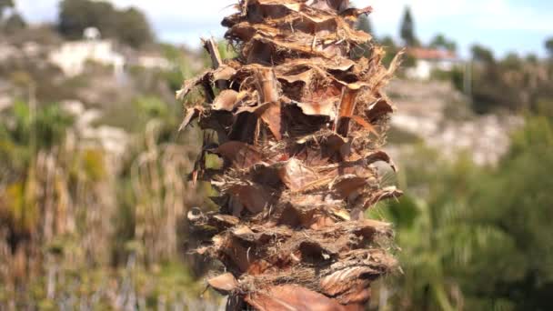 Palm tree background. Close up of palm tree stem in tropical city — Stock Video