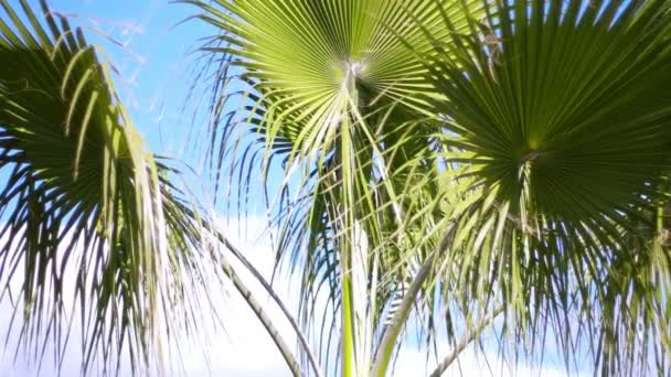 スローモーションで大規模な緑の美しいヤシの木を残します。トロピカル ビュー — ストック動画