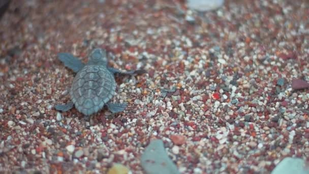 Baby turtle crawling on beach sand towards sea. Tuttle creeping along seashore — Stock Video