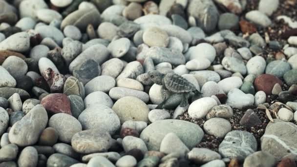 Petite tortue rampant sur de grosses pierres. Bébé tortue marchant le long du littoral — Video