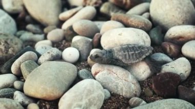Yeni doğmuş kaplumbağa denize büyük taşları üzerine sürün. okyanus doğru yürüyüş bebek kaplumbağa