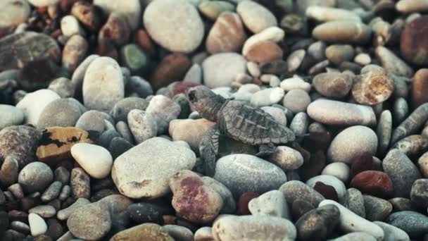 Tortuga marina joven acostada sobre piedras de costa y en busca de agua — Vídeos de Stock
