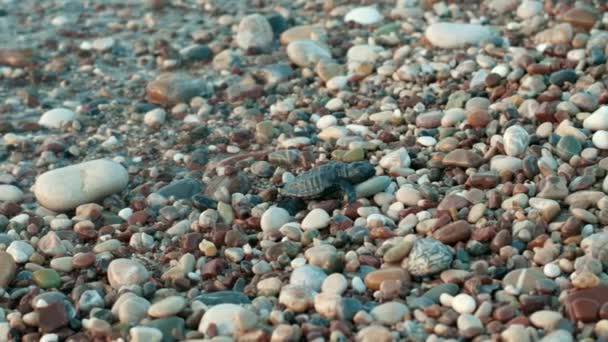 Újszülött tengeri teknős megszökik a tenger hullámai szerzés a száraz földet. Vadon élő tengeri állatok — Stock videók