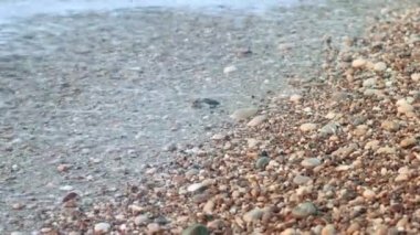 Bebek kaplumbağa üzerinde kum plaj okyanus için tarama. Sadece d. kaplumbağa denize gidiyor