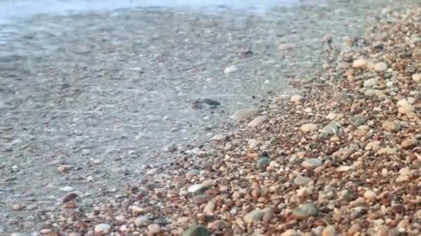 Bébé tortue rampant sur la plage de sable à l'océan. La tortue qui vient de naître va en mer — Video