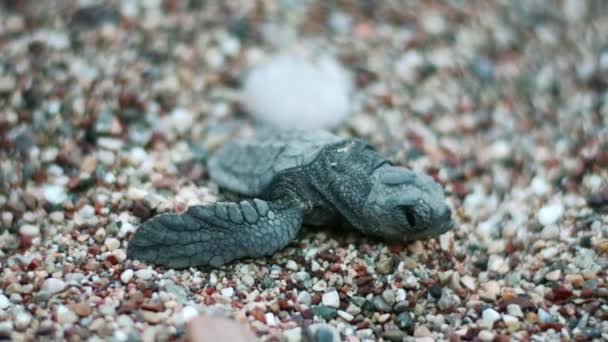 Маленькая черепашка вылупилась из яйца. Новорожденные черепахи ползают по песку и ищут море — стоковое видео