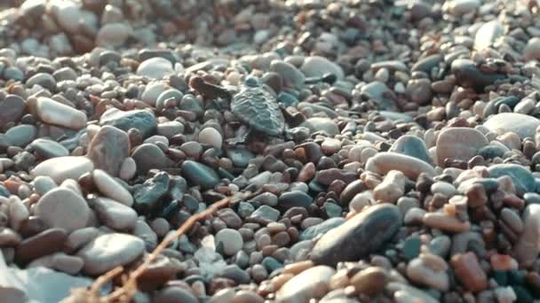 Νεογέννητη χελώνα σέρνεται στο θαλάσσιο πέτρες στη θάλασσα. Διαδρομή του χελωνίτσα ωκεανό — Αρχείο Βίντεο