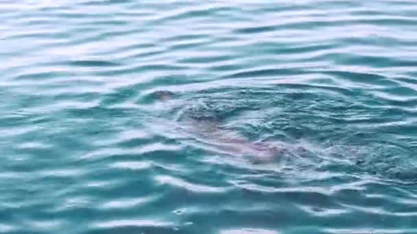 Young girl learning to swim breaststroke in sea. Sport concept — Stock Video