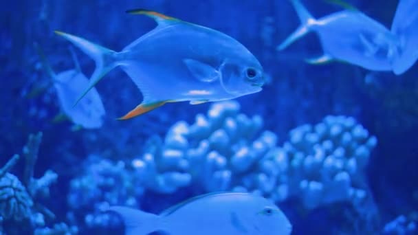 Acquario marino pieno di pesci e piante. Mondo subacqueo paesaggio — Video Stock