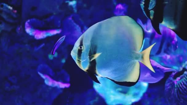 सुंदर पाण्याखालील जग. समुद्राच्या खोलीत उष्णकटिबंधीय रंगीत मासे पोहणे — स्टॉक व्हिडिओ