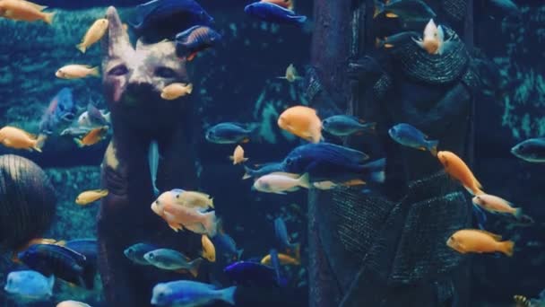 Shoals di ciclidi che nuotano in acquario. Pesci esotici d'acqua dolce — Video Stock