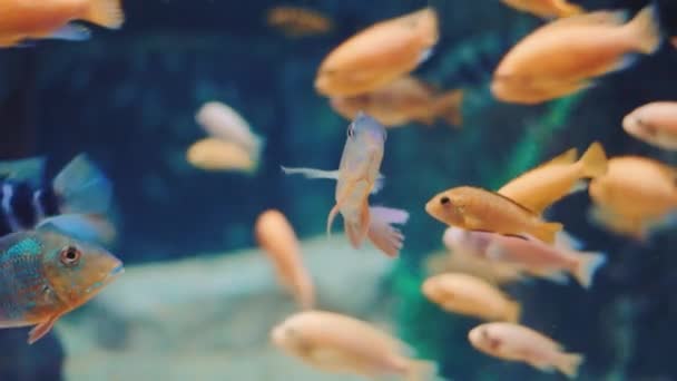 Kleurrijke vissen zwemmen onder water in het aquarium. Close up van cichliden in aquarium — Stockvideo