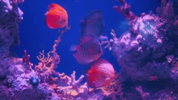海鱼在水族馆水下游泳。美丽的珊瑚礁与鱼类和珊瑚 — 图库视频影像
