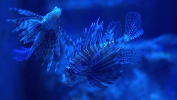Zehirli aslan balığı deniz derinliği üzerinde yüzmek. Akvaryum tankı içinde yüzme lionfish — Stok video