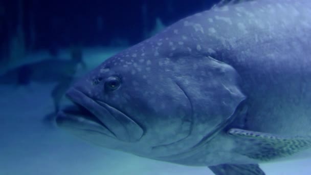 Grote vissen zwemmen langzaam in aquarium. Hoofd van gestroomde bass wonen in de buurt van haaien — Stockvideo