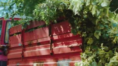 Kırmızı Traktör yeşil ağaçların dalları yaz Park taşıma. Endüstriyel traktör Park tasarım çevre düzenlemesi için yeşil ağaçlar taşıma