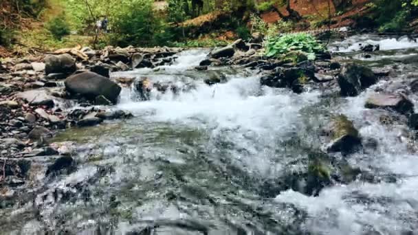 Хрустальная река в глубоком лесу. Медленный поток пенной воды — стоковое видео