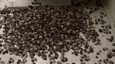 Konilerin otomatik arınma hattı. İşleme sırasında çam tohumları